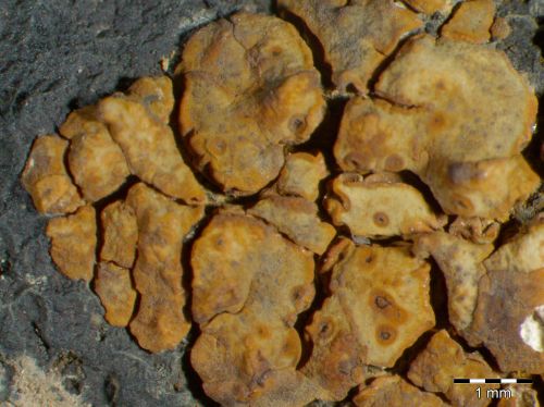 [Acarospora sinopica]